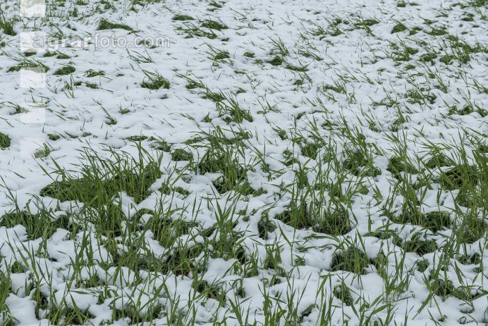 Später Wintereinbruch Gerste 10
