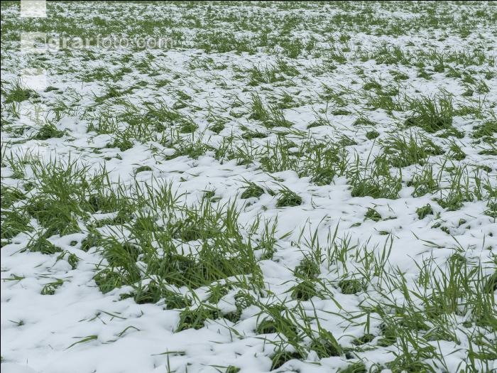 Später Wintereinbruch Gerste 11