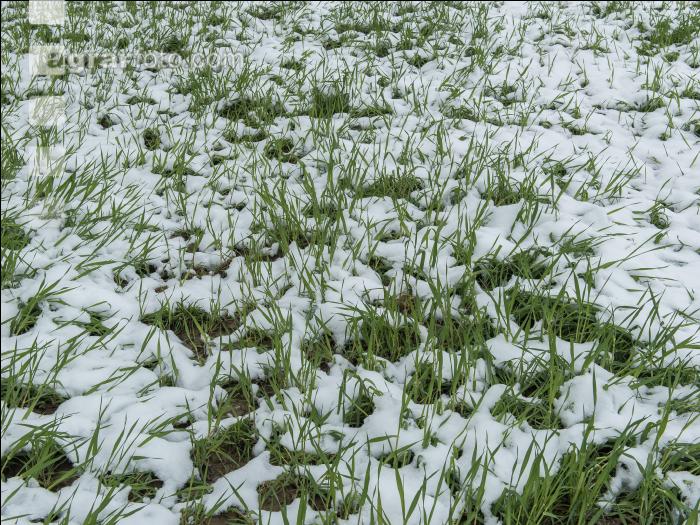 Später Wintereinbruch Gerste 14