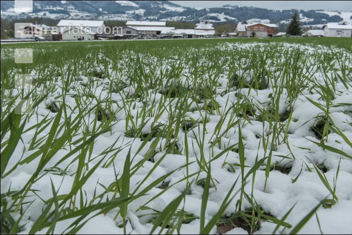 Später Wintereinbruch Gerste 15