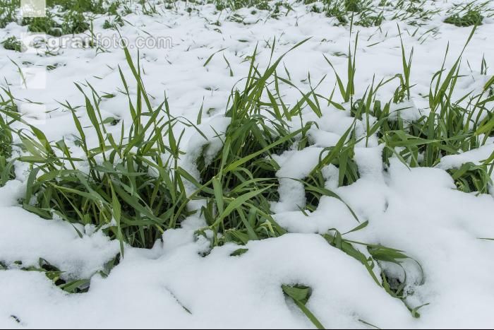 Später Wintereinbruch Gerste 17