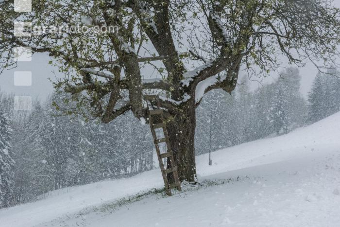 Später Winter Mostobst 20