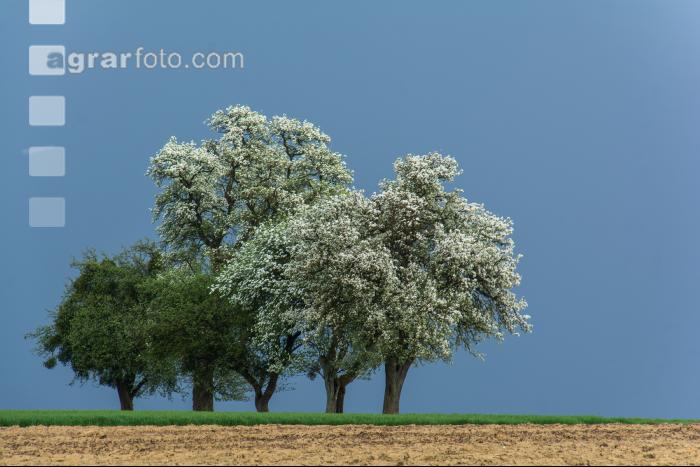 Mostobst Blüte 34