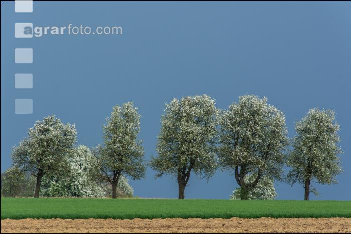 Mostobst Blüte 35