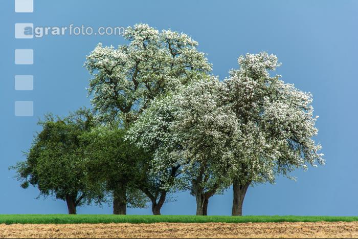 Mostobst Blüte 38