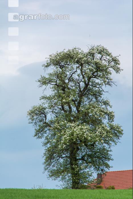 Mostobst Blüte 41