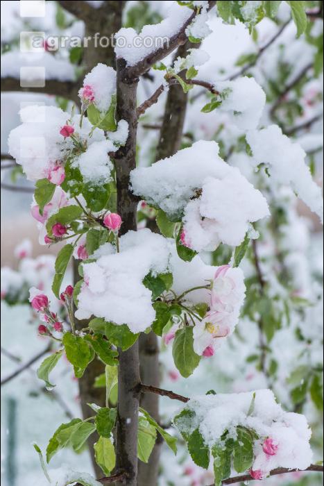 Später Winter Apfelknospe 8