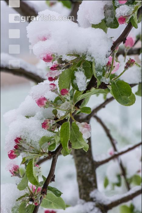 Später Winter Apfelknospe 7