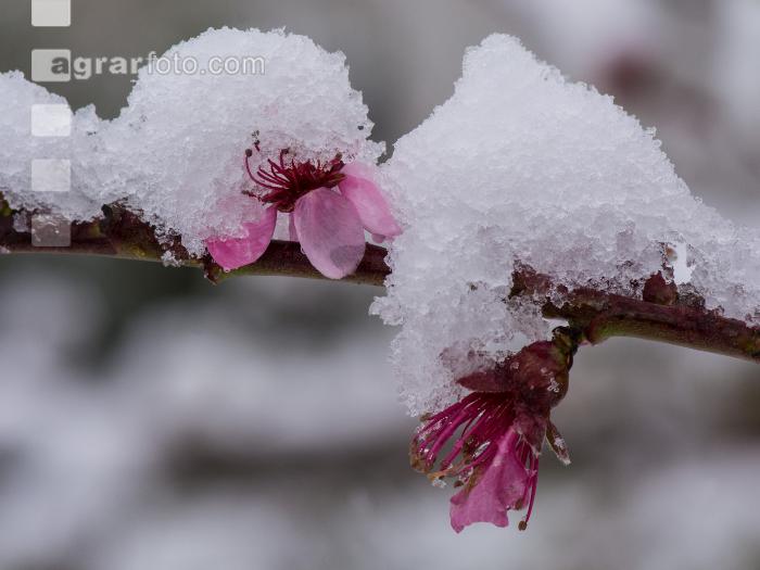Später Winter Pfirsich 3