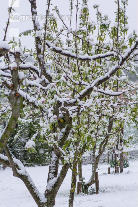 Später Wintereinbruch Apfel 3