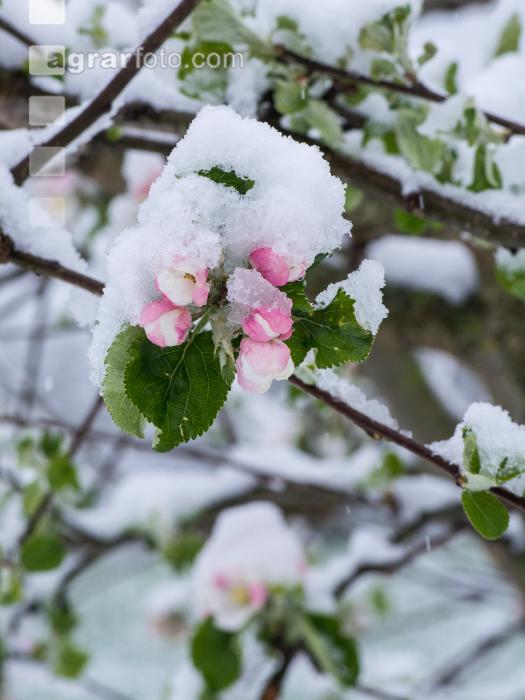 Später Winter Apfelknospe 5