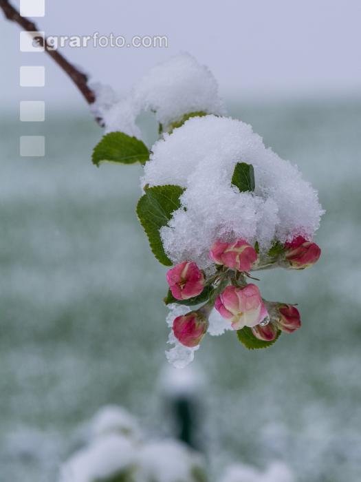 Später Winter Apfelknospe 4