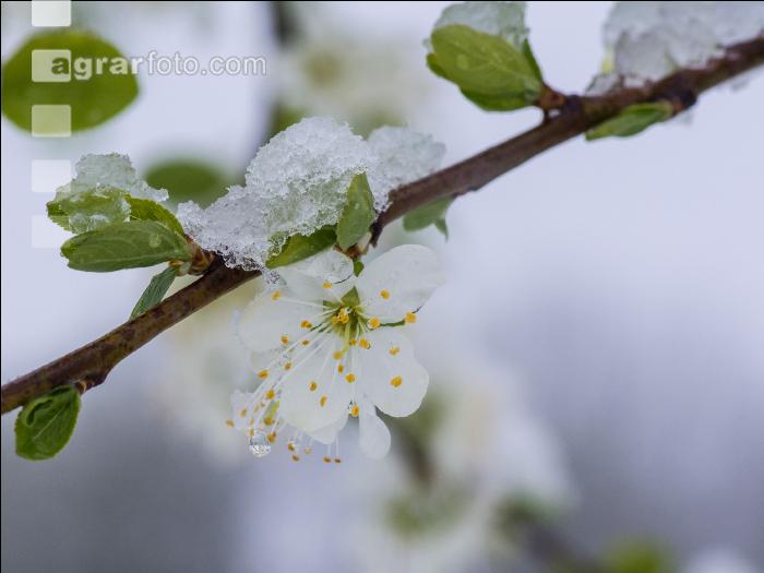 Später Winter Zwetschken 4