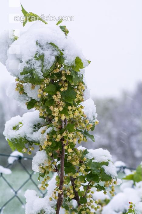 Später Winter Ribisel 2