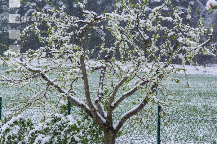 Später Winter Zwetschken 1