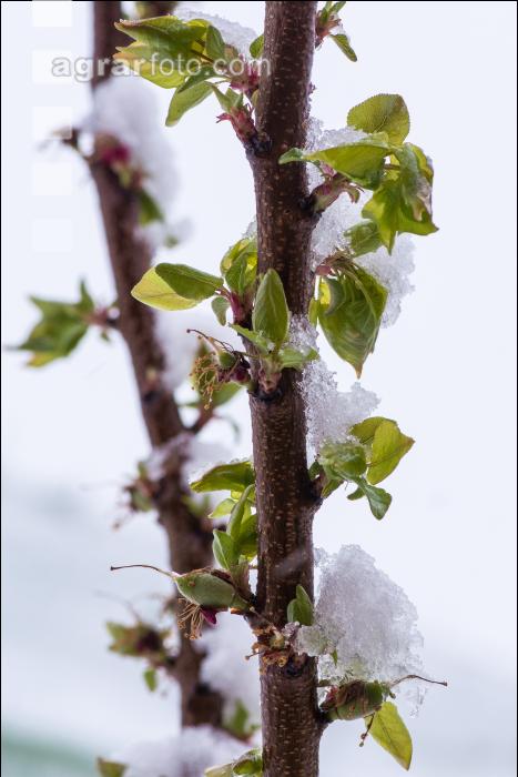 Später Winter Marillen 2
