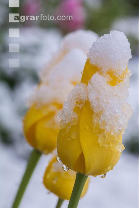 Später Winter Gartenblumen 4
