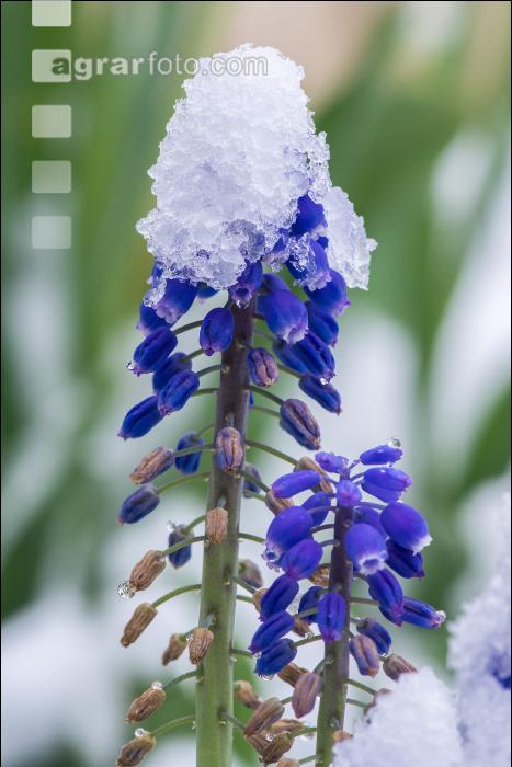 Später Winter Gartenblumen 3