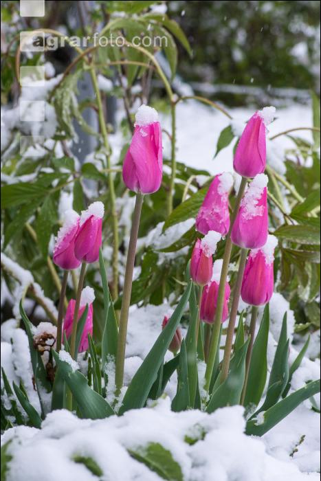 Später Winter Gartenblumen 2