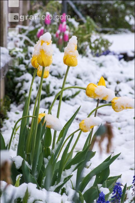Später Winter Gartenblumen 1