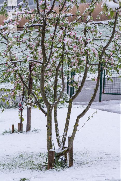 Später Wintereinbruch Apfel 2