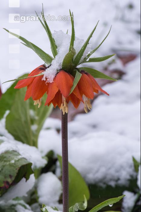 Später Winter Kaiserkrone 
