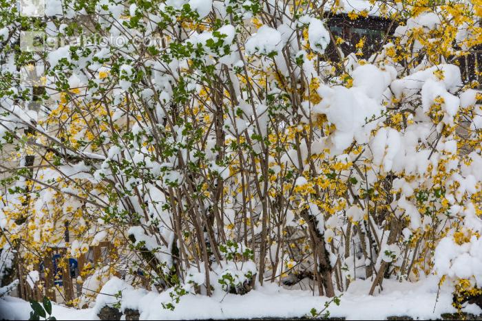Später Winter Forsythie
