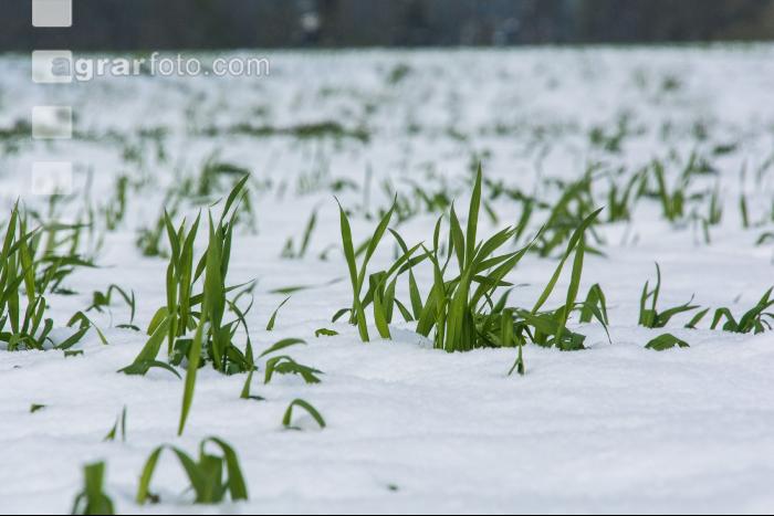 Später Wintereinbruch Gerste 8