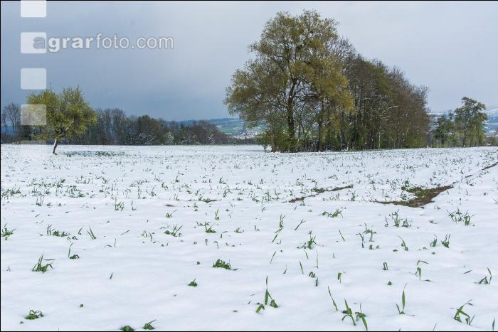 Später Wintereinbruch Gerste 6