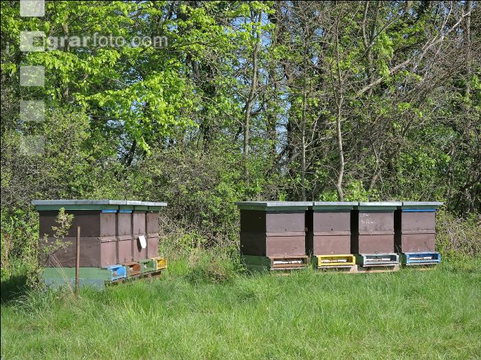 Bienenstöcke Wald 3