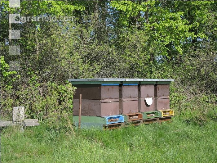 Bienenstöcke Wald 2