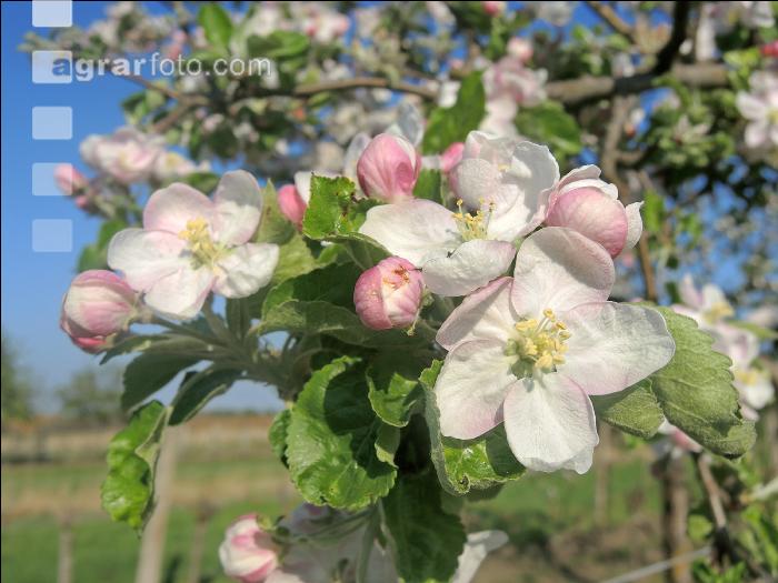 Apfel Blüte 20