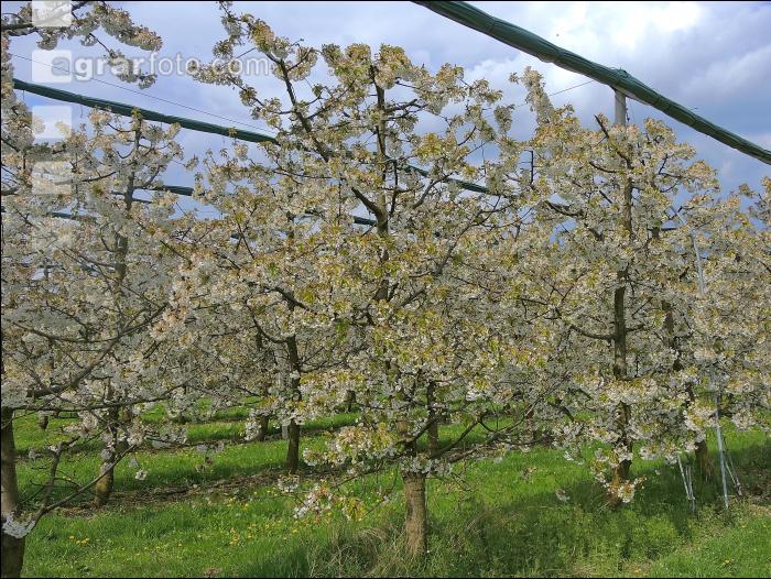 Kirsche Blüte 23