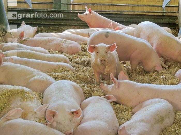 Biologische Schweinehaltung 56