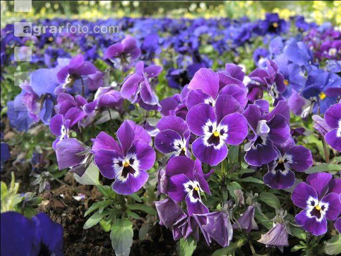 Landesgartenschau Kremmsünster 12