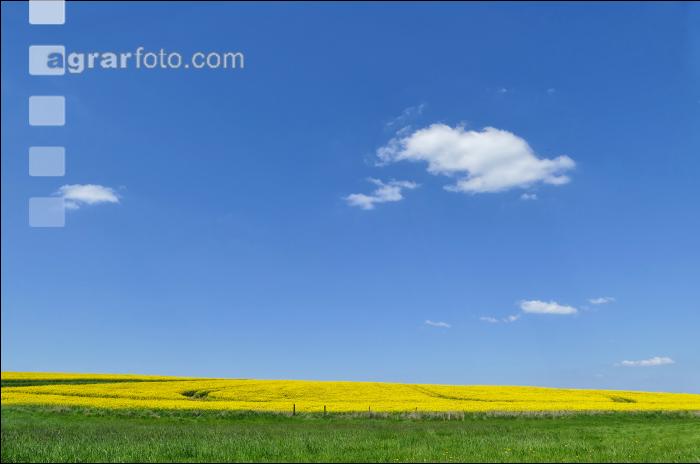 Rapsblüte Mecklenburg 7