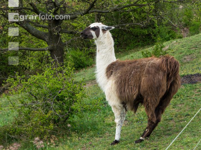 Lama 1