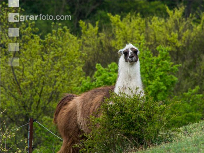 Lama 2