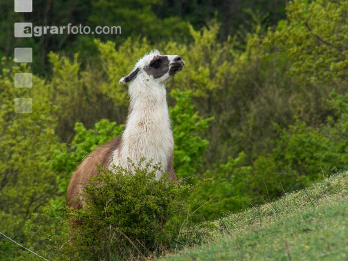 Lama 3