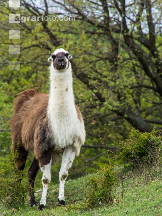 Lama 4