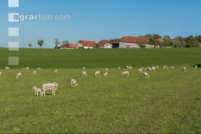 Schafe auf Frühjahrsweide 1