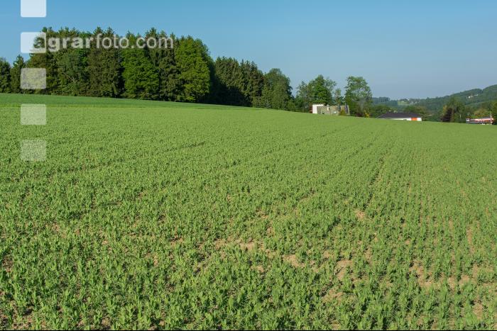 Erbse Längenwachstum 8
