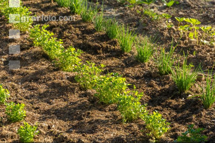 Mulch layer garden 8