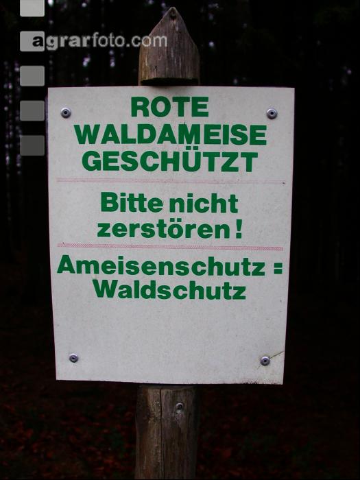 Waldameise 1