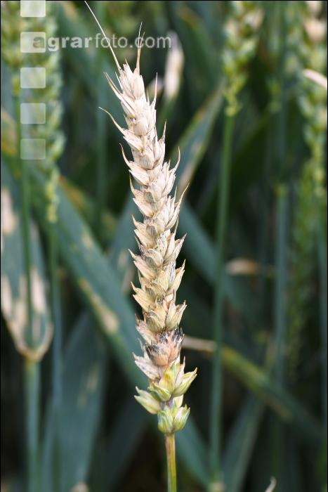 Ährenfusarium Weizen 5