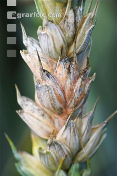 Ährenfusarium Weizen 6