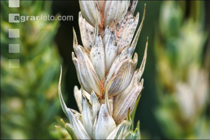 Ährenfusarium Weizen 4