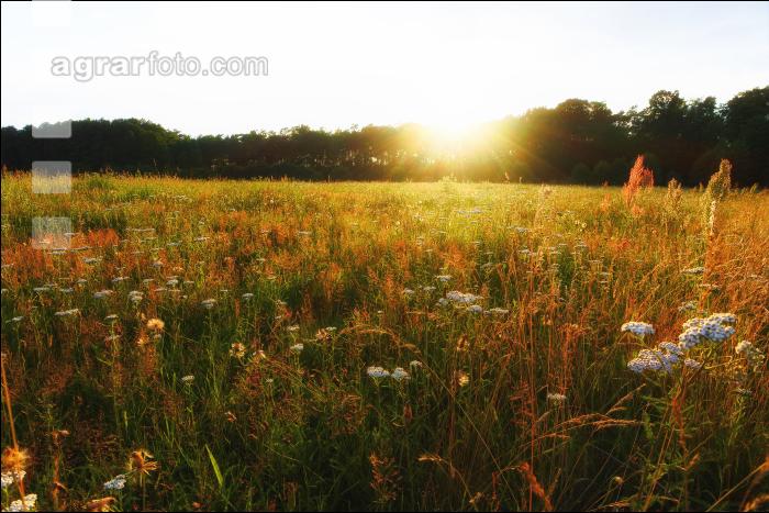 Kräuterwiese Sonnenuntergang