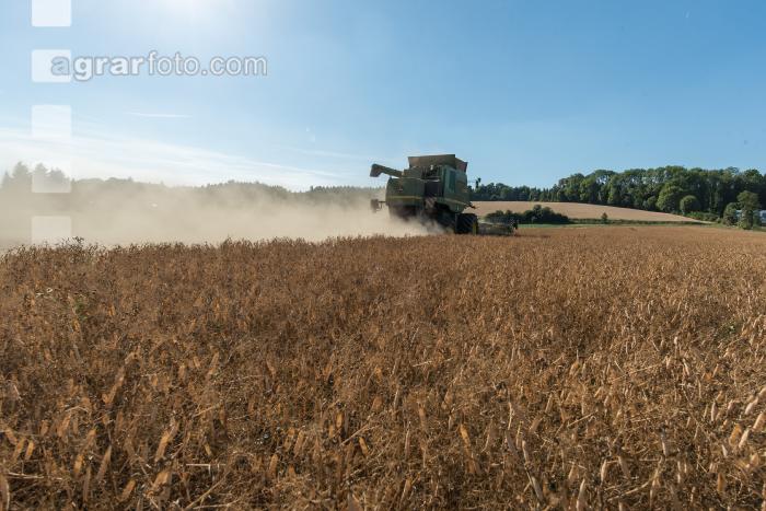 Erbsen Ernte 17
