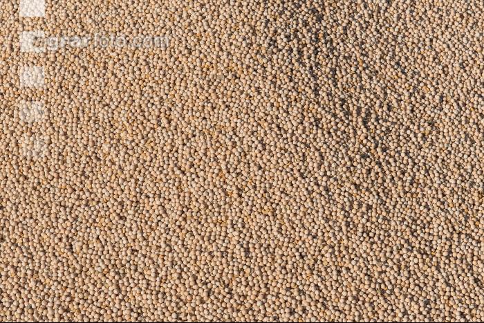 Erbsen Ernte 13